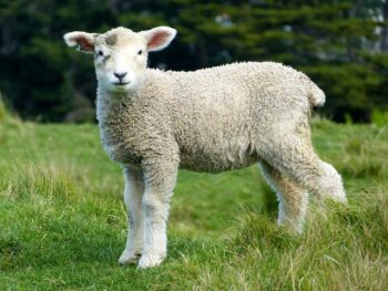 Cuddly lamb
